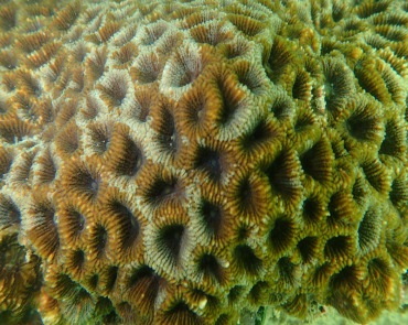 黄廯蜂巢珊瑚、蜂巢珊瑚、Favia favus_黄廯盘星珊瑚_海富瑜