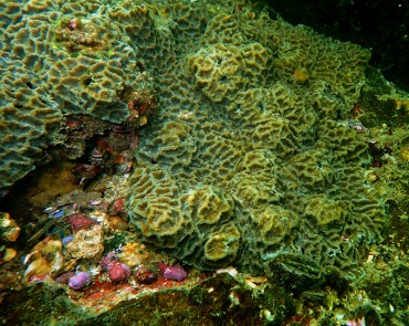尖丘角蜂巢珊瑚、Favites acuticollis_尖丘角蜂巢珊瑚_海富瑜