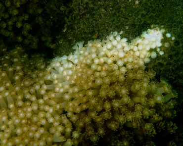 宝石花珊瑚、柱角孔珊瑚、Goniopora columna_柱管孔珊瑚_海富瑜