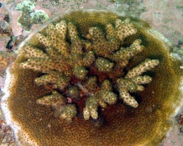 霜鹿角珊瑚、Acropora pruinosa_霜鹿角珊瑚_海富瑜