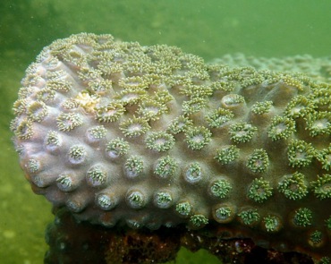 盾形陀螺珊瑚、石块珊瑚、Turbinaria peltata_2.盾牌木珊瑚_海富瑜