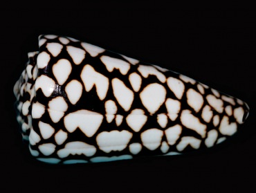 蛇皮芋螺、Conus marmoreus_蛇皮芋螺_海富瑜