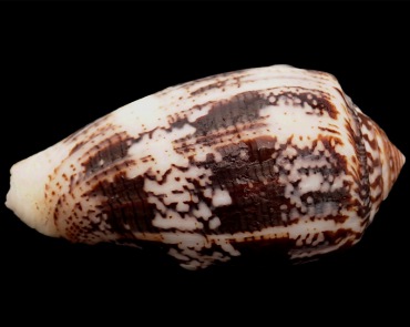 花玛瑙芋螺、Conus cebuensis_海富瑜