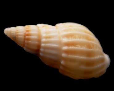纵肋织纹螺、Nassarius variciferus_纵肋织纹螺_海富瑜