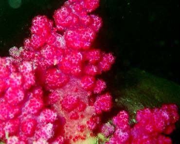 红疙瘩玉珊瑚、玉树珊瑚56号_玉树珊瑚56号_海富瑜