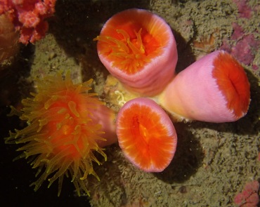 粉红大牙珊瑚、大杯筒星珊瑚、Tubastraea megacorallita_大杯筒星珊瑚_海富瑜