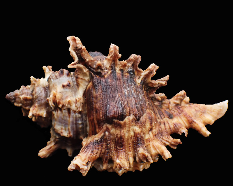 亚洲千手螺、八角螺、Chicoreus asianus_海生物_海螺_海富瑜