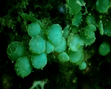 葡萄藻、Botryococcus braunii_葡萄藻_海富瑜