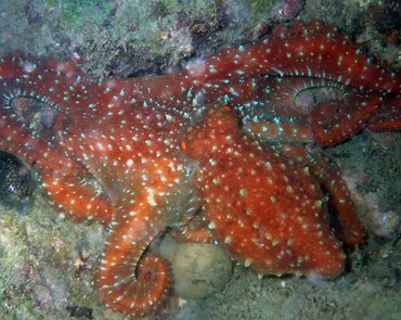红章鱼、Callistoctopus luteus_星夜章鱼_海富瑜