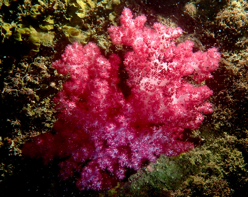 红穗玉珊瑚、玉树珊瑚36号_玉树珊瑚36号_海富瑜