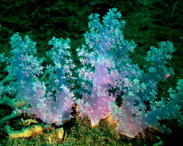 淡紫白玉珊瑚、玉树珊瑚68号_玉树珊瑚68号_海富瑜