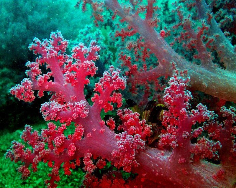 全粉红玉树珊瑚、玉树珊瑚55号_玉树珊瑚55号_海富瑜