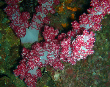 杨梅红玉珊瑚、玉树珊瑚12号、Dendronephthya cervicornis_12.杨梅红_海富瑜