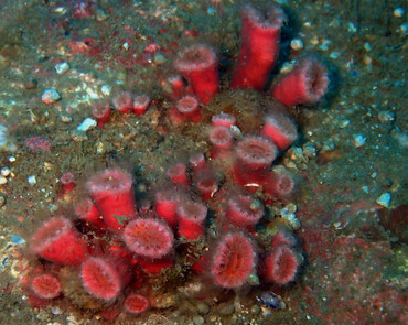 珠红小牙珊瑚、牙珊瑚_朱红小牙珊瑚_海富瑜