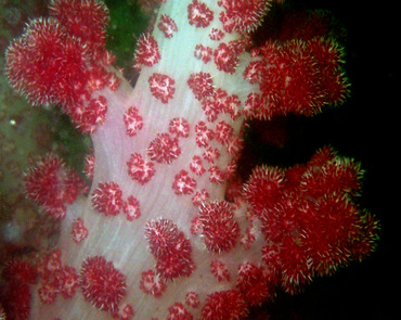 杨梅红玉珊瑚、白杆9号玉树珊瑚、Dendronephthya cervicornis_杨梅红玉珊瑚_海富瑜