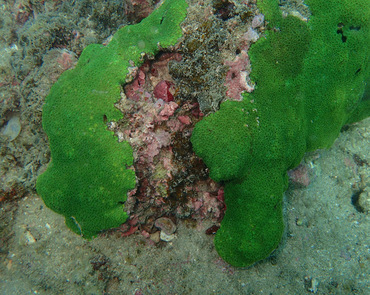 小孔蜂巢珊瑚、多孔同星珊瑚、Plesiastrea versipora_多孔同星珊瑚_海富瑜