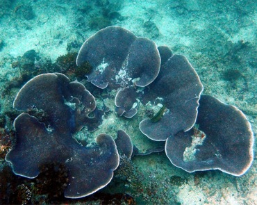 灵芝珊瑚、翼形蔷薇珊瑚、Montipora peltiformis_灵芝鹿角珊瑚_海富瑜