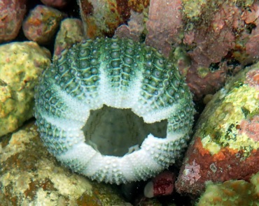紫海胆壳、Anthocidaris crassispina_紫海胆_海富瑜