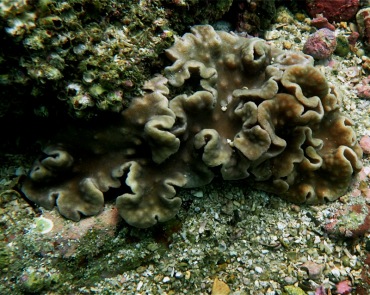 肉芝软珊瑚、软珊瑚_肉芝软珊瑚_海富瑜