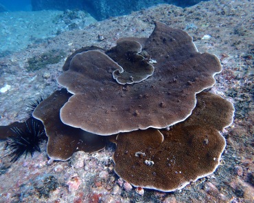 灵芝珊瑚、翼形蔷薇珊瑚、Montipora peltiformis_灵芝鹿角珊瑚_海富瑜