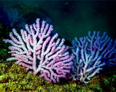 紫白小海扇、海扇珊瑚、不知名珊瑚_紫白小海扇_海富瑜