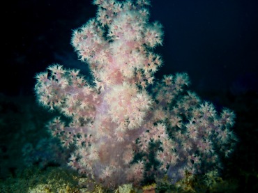 粉白绒玉珊瑚、玉树珊瑚28号_玉树珊瑚28号_海富瑜