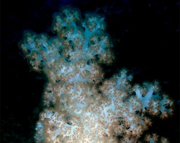 霜雪玉珊瑚、玉树珊瑚31号_玉树珊瑚31号_海富瑜