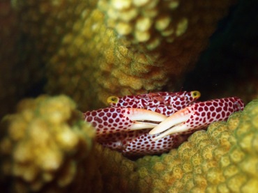 红斑珊瑚蟹、虎斑梯形蟹_红斑珊瑚蟹_海富瑜
