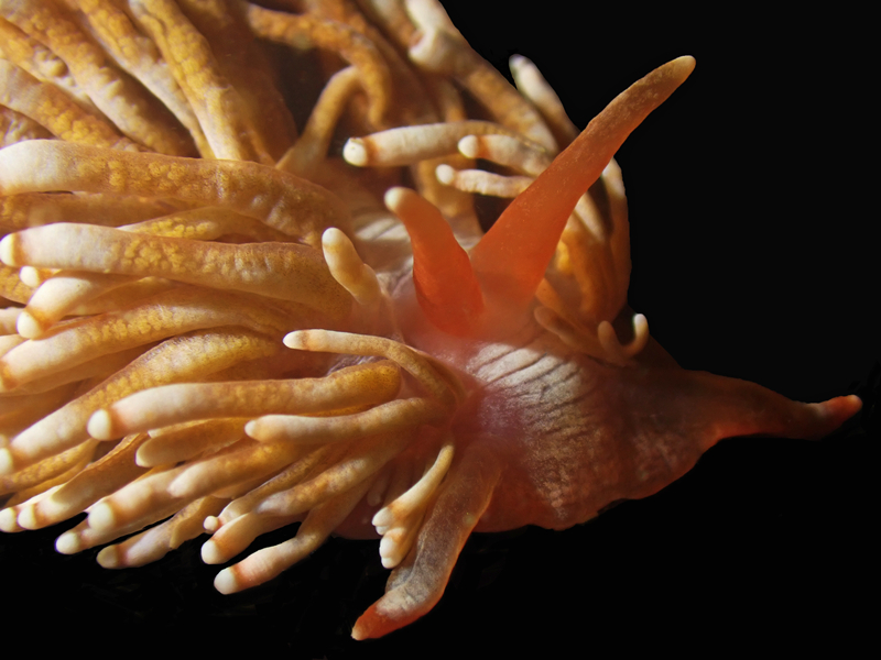 牦牛海兔、食角孔珊瑚海蛞蝓、Phestilla goniophago_派和牦牛_海富瑜