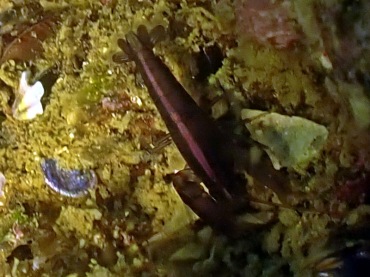 紫海胆虾、小海虾_紫海胆虾_海富瑜