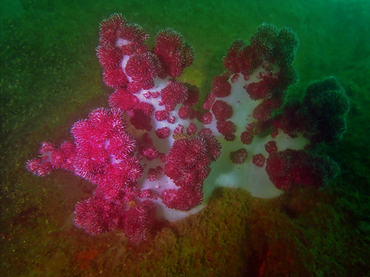 杨梅红玉珊瑚、玉树珊瑚12号、Dendronephthya cervicornis_12.杨梅红_海富瑜
