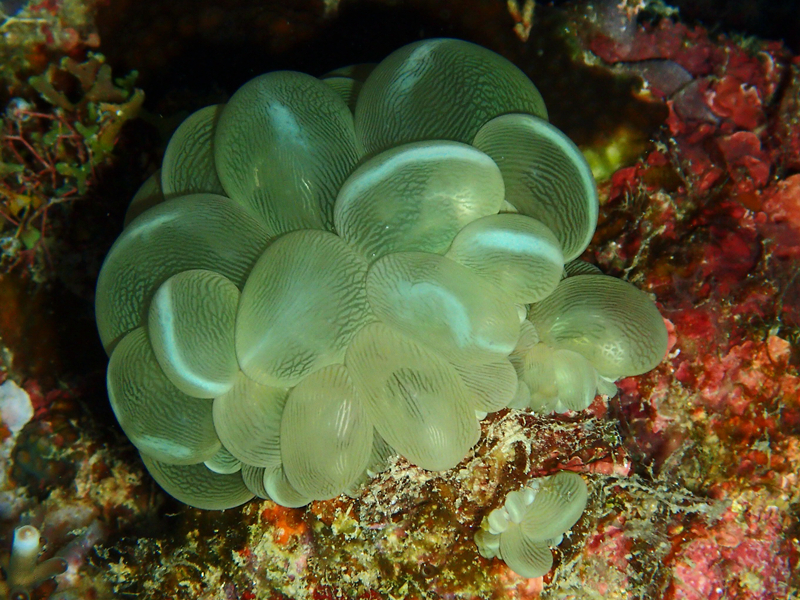 气泡珊瑚、Plerogyra sinuosa_白斑气泡珊瑚_海富瑜