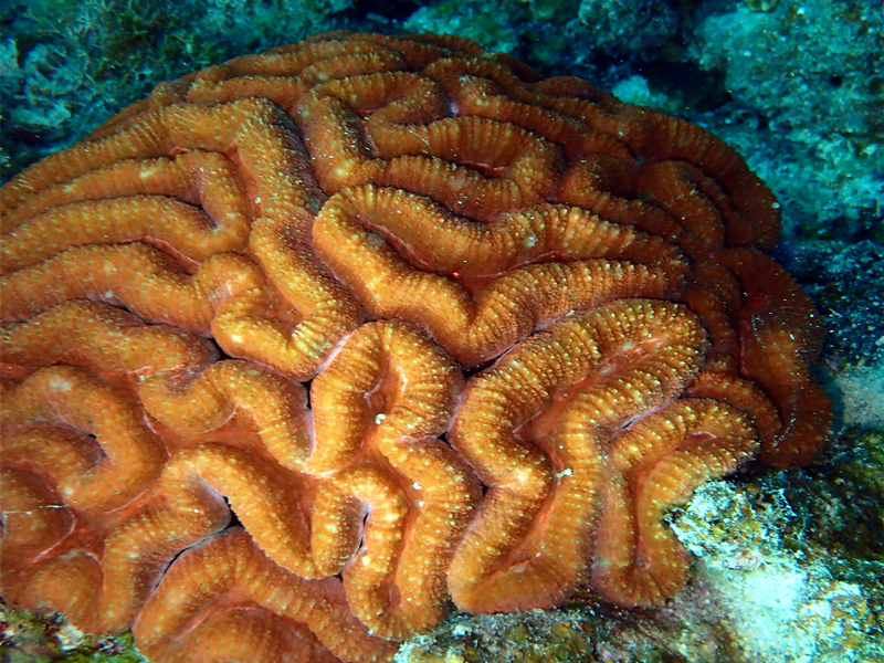 橙色石脑珊瑚、Symphyllia radians_色脑珊瑚_海富瑜