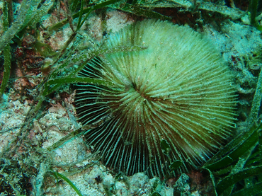 飞碟珊瑚、Madrepora fungites、真蕈珊瑚_飞碟珊瑚_海富瑜