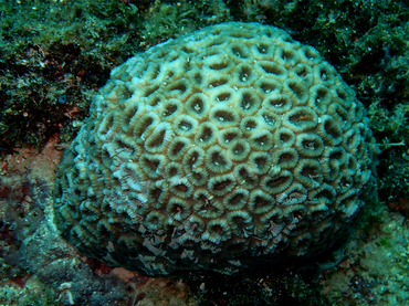 海洋蜂巢珊瑚、Favia maritima_J-菊花珊瑚_海富瑜