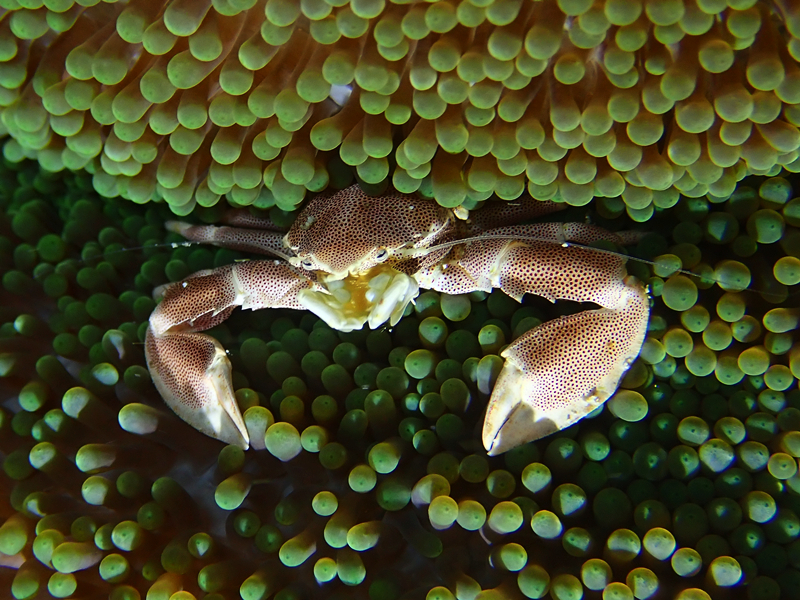红斑海葵蟹、红斑瓷蟹、Neopetrolisthes maculatus_红斑海葵蟹_海富瑜
