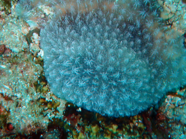 雪绒珊瑚、不知名珊瑚_雪绒珊瑚_海富瑜