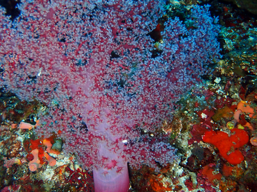 粉点白玉珊瑚、玉树珊瑚61号_玉树珊瑚61号_海富瑜