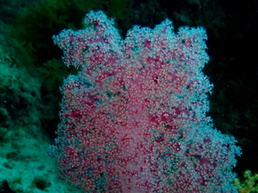 粉点白玉珊瑚、玉树珊瑚61号_玉树珊瑚61号_海富瑜