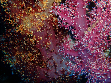 粉胭红玉珊瑚、穗棘软珊瑚、玉树珊瑚51号_玉树珊瑚51号_海富瑜