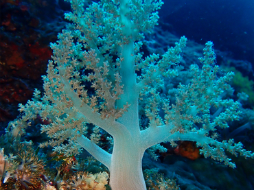 雪杉玉珊瑚、玉树珊瑚6号、棘穗软珊瑚、玉珊瑚_玉树珊瑚6号_海富瑜