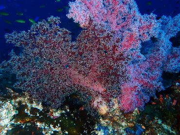 红双喜玉珊瑚、穗棘软珊瑚、玉树珊瑚52号_玉树珊瑚52号_海富瑜