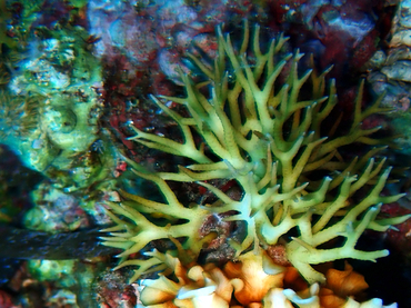 尖枝鹿角珊瑚、Seriatopora hystrix_尖枝鹿角_海富瑜