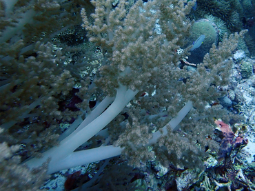 雪杉玉珊瑚、玉树珊瑚6号、棘穗软珊瑚、玉珊瑚_玉树珊瑚6号_海富瑜