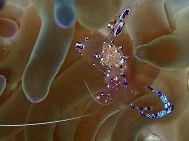 蓝斑海葵虾、Periclimenes sarasvati_ 蓝斑海葵虾_海富瑜