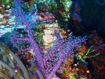 紫刺红玉珊瑚、玉树珊瑚54号_玉树珊瑚54号_海富瑜
