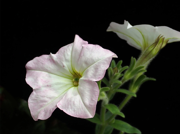 白矮牵牛、Petunia hybrida_矮牵牛_海富瑜