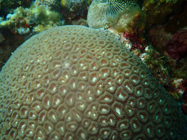盘星珊瑚、圆纹蜂巢珊瑚、Dipsastraea pallida_圆纹盘星珊瑚_海富瑜