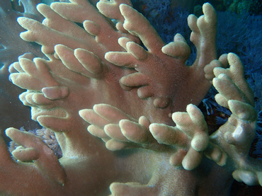 小指软珊瑚、不知名软珊瑚_小指软珊瑚_海富瑜