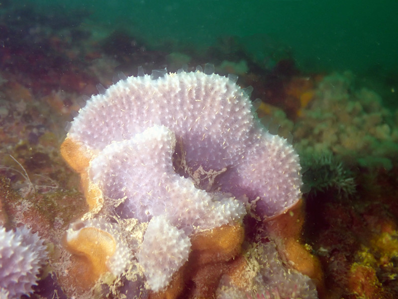 粉石扇珊瑚、不知名珊瑚_未名石珊瑚-1_海富瑜